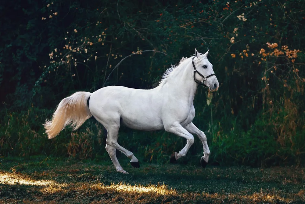 Retrato ilustrativo de cavalo em luz natural